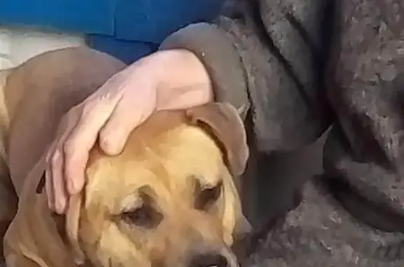 Собаки потеряшки, , фото: Потеряшка стафф девочка, Пасовская, Смоленск