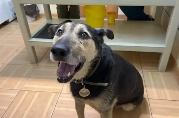 Найденные животные Ярославль, фото: Собака найдена: Тутаевское шоссе, 54