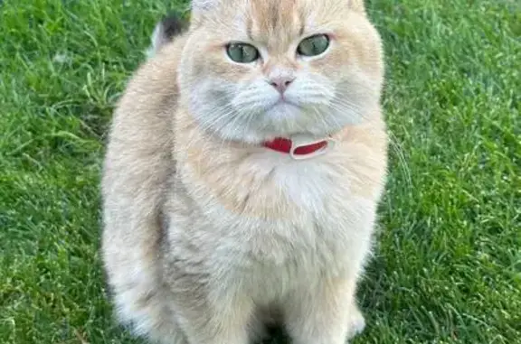 Объявления о пропавших и найденных животных, Ленинаван, фото: Пропал рыжий кот, Ленинаван, Никольская ул.