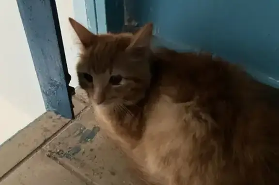 Найдена кошка, Мелеуз, фото: Котёнок найден на Береговой 26/13, Мелеуз