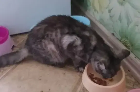 Найдена кошка, Смоленский муниципальный округ, фото: Кошка найдена: Смоленск, ул. Седова, 26