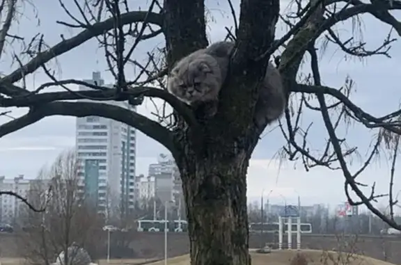 Найдена кошка, Минск, фото: Найден котик, ул. Городецкая, 38, Минск