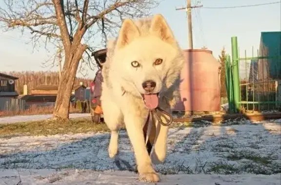 Собаки потеряшки, Янгильдино, фото: Потеряшка собака в Янгильдино, Чувашия