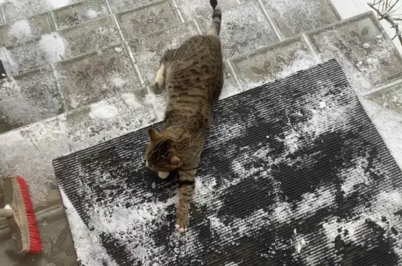 Найдена кошка, Смоленский муниципальный округ, фото: Кошка найдена: Юго-Западный обход, Смоленск