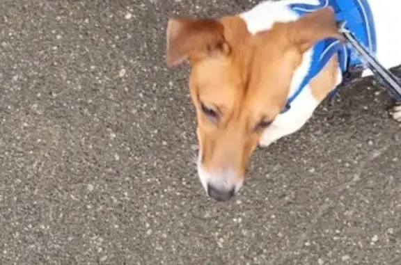 Найдена собака, Москва, фото: Найдена собака, ул. Красного Маяка, 13А к1