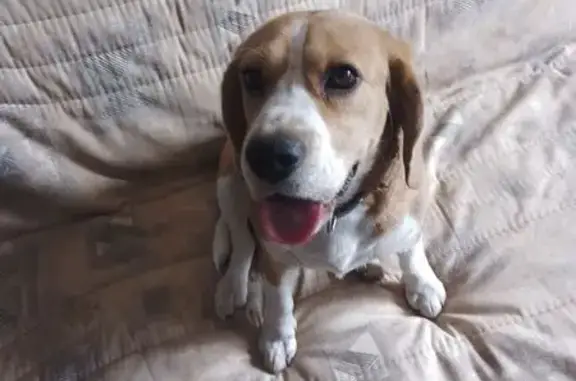 Найдена собака, Луганск, фото: Найдена собака, Ватутина 4А, Луганск