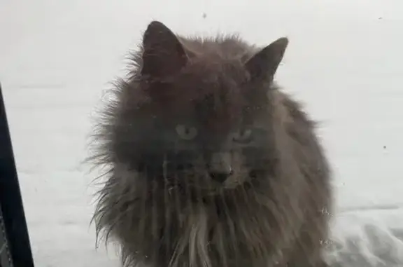 Найдена кошка, , фото: Кошка найдена на Клубной улице, Колтуши
