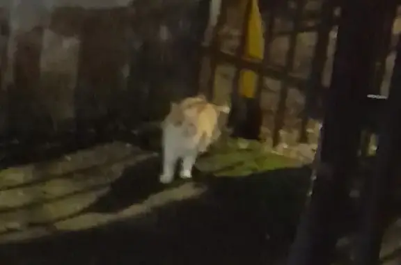 Кошка найдена: Свободный пер., 20, Тверь