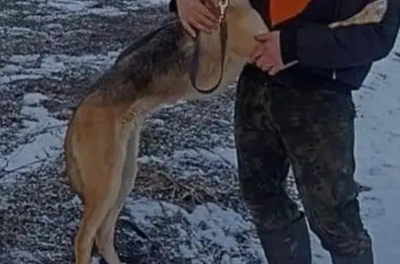 Пропала гончая в Стекляннорадицком