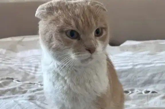 Найдена кошка, Орехово-Зуево, Бугрова 8А