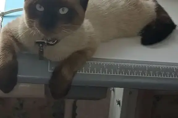 Кошки потеряшки, Кострома, фото: Потеряшка кот, Высокая ул., 6, Кострома