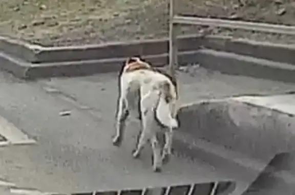 Найдена собака, , фото: Собака найдена: Обводное ш., 5, Рублёво
