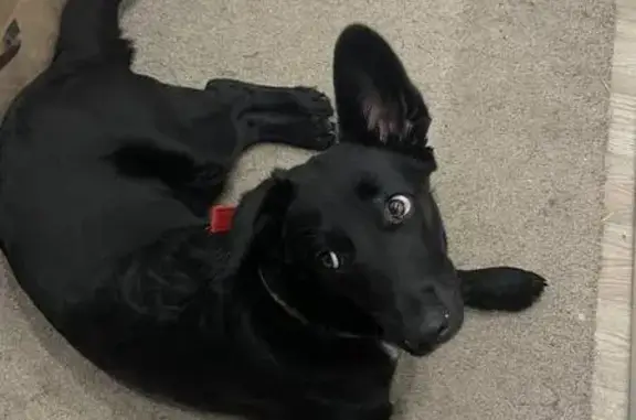 Собаки потеряшки, , фото: Потеряшка собака, бульвар Гоголя, Ижевск