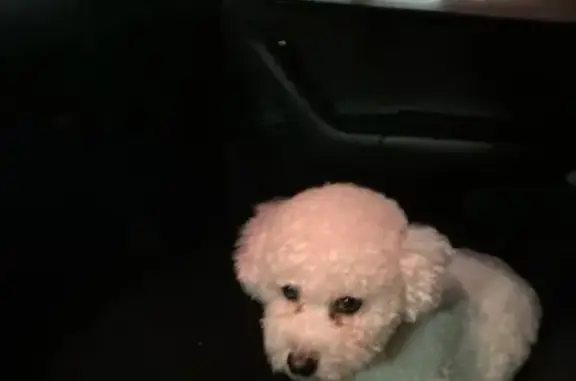 Найдена собака, Петрозаводск, фото: Собака найдена: Ватутина 35, Петрозаводск