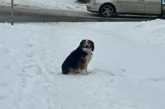 Собака найдена: Большая ул. 118, Хабаровск