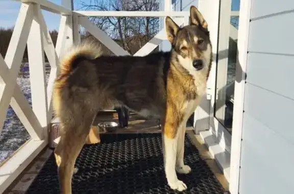 Собака найдена, Ермаковское поселение