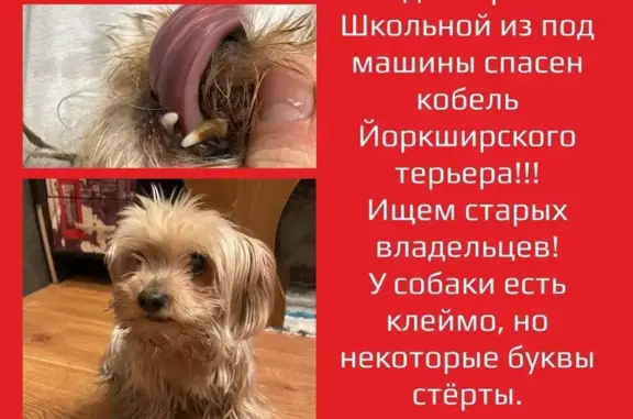 Найдена собака, Владивосток, фото: Йоркширский терьер найден на Борисенко