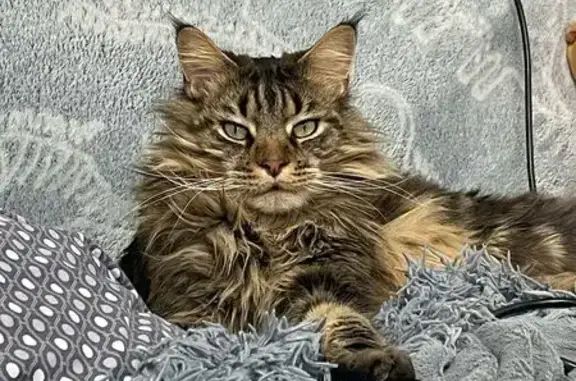 Кошки потеряшки, Омск, фото: Потеряшка кошка, Омск, 7-я Северная ул.