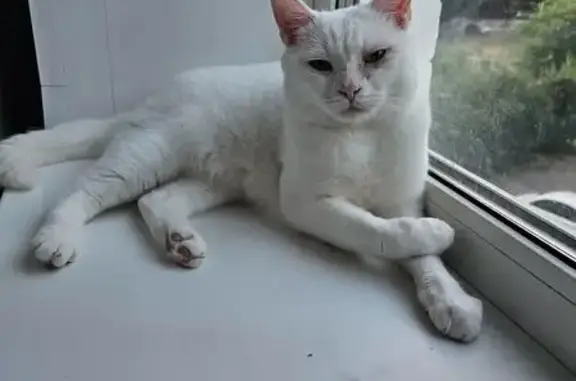 Потерянные животные Курск, фото: Пропал белый кот, ул. Школьная 5/3