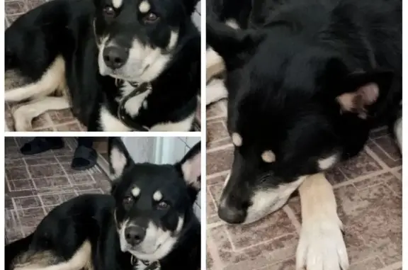 Найдена собака, Великий Новгород, фото: Собака найдена: Софийская наб., Вел. Новгород