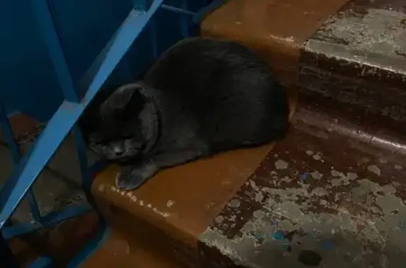 Кошка найдена, ул. Эльгера 17, Чебоксары