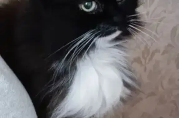 Кошки потеряшки, Ижевск, фото: Потеряшка кошка Маргоша, Школьная 1, Ижевск