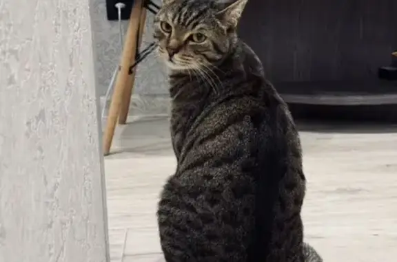 Кошки потеряшки, Иркутск, фото: Потеряшка кошка, Иркутск, Трилиссера 60