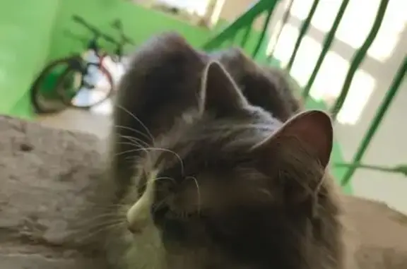 Кошка найдена на Сурганова, 13, Могилёв