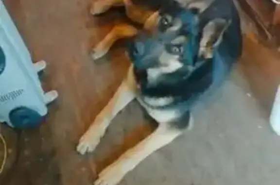 Найдена собака, ул. Кубяка 7, Калуга