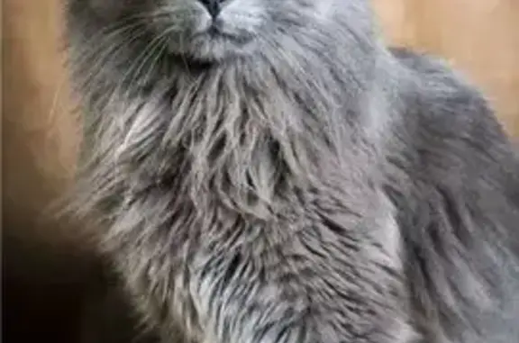 Кошка в добрые руки, Московский пр., 21