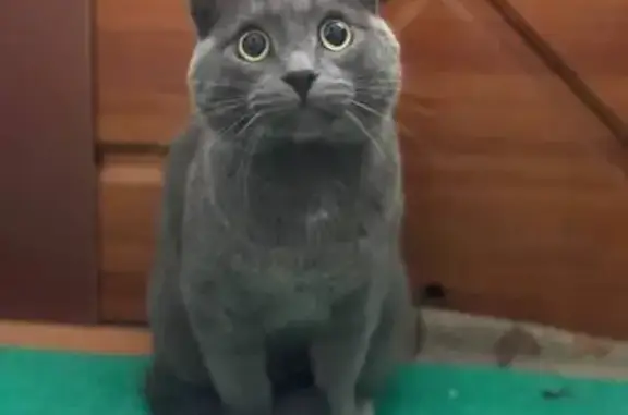 Найденные животные Нижний Тагил, фото: Кот найден: ул. Энтузиастов, 89, Н. Тагил