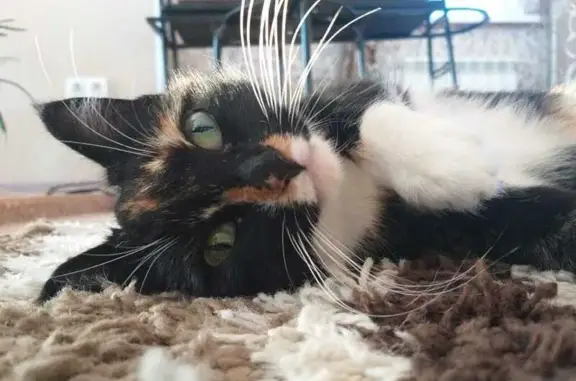 Кошки потеряшки, Приветная, фото: Потеряшка кошка Мяся, Юбилейная ул., 7