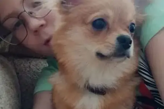 Собаки потеряшки, Яренск, фото: Потеряшка щенок, ул. Адм. Жданова, 16, Яренск