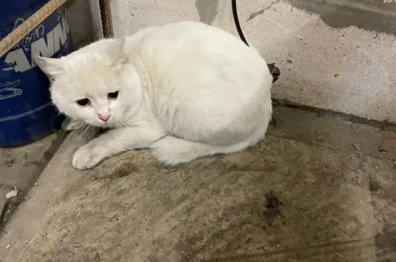 Найдена кошка, Усть-Лабинск, фото: Найдена кошка, ул. Плеханова 3, Усть-Лабинск