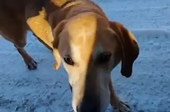 Найдена собака, Карелия, СНТ Нево-Сортавала