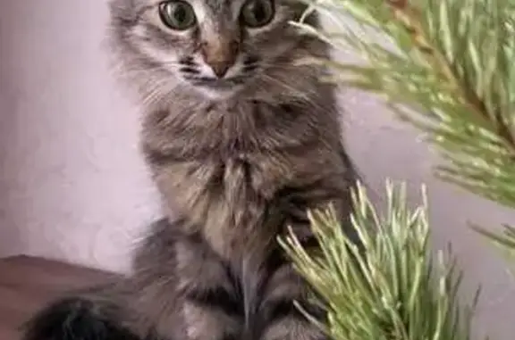 Пропала кошка, Винокурова 8, Новотроицк