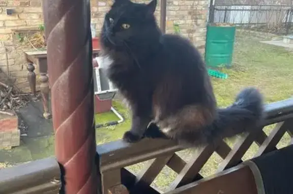 Кошки потеряшки, Рославль, фото: Потеряшка кошка Руся, Пионерская 52, Рославль