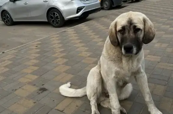 Алабай найден: ул. Мимоз, 26, Ставрополь