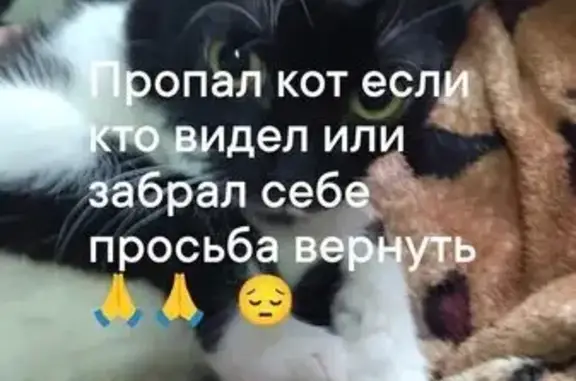 Пропала кошка Феликс, 1 Михайловка