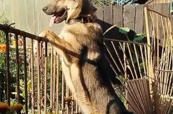 Собаки потеряшки, , фото: Потеряшка собака, ул. Фурманова, Ижевск