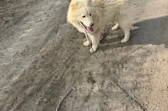 Найдена собака, Розовая ул. 70, Янтарный