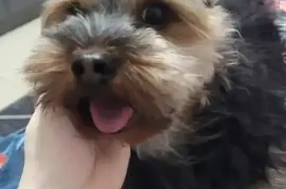 Найдена собака, Сочи, фото: Найден пёс у поликлиники, Пасечная 12