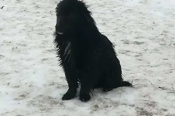 Собака найдена у Ленина 143, Новая Заимка - photo