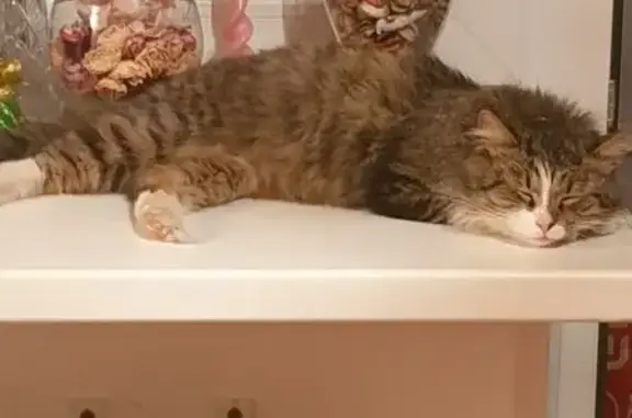 Кошка найдена: 41К-022, Волхов