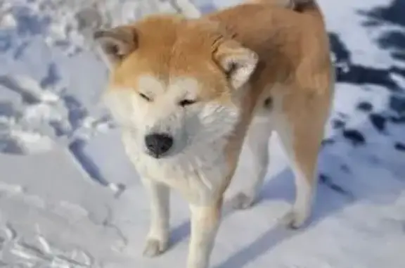 Акита-ину найдена у лагеря БОРО-БОРО