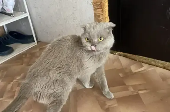 Найдена кошка, Иркутск, фото: Кошка найдена: ул. Бабушкина, 4, Иркутск