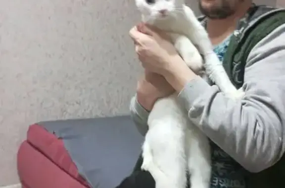 Найдена кошка, Ковдор, фото: Найдена белая кошка, ул. Коновалова, 13