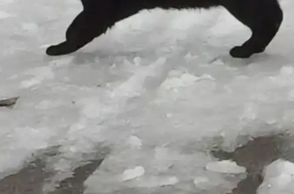 Кошка найдена: Красноуфимская 8, Нск