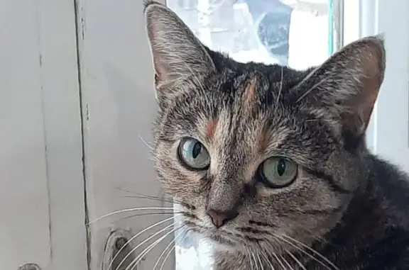 Кошки потеряшки, Сегежа, фото: Потеряшка кошка на ул. Солунина, 3, Сегежа