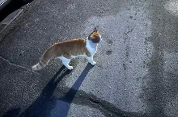 Найдена кошка на Октябрьской, 72А, Отрадное